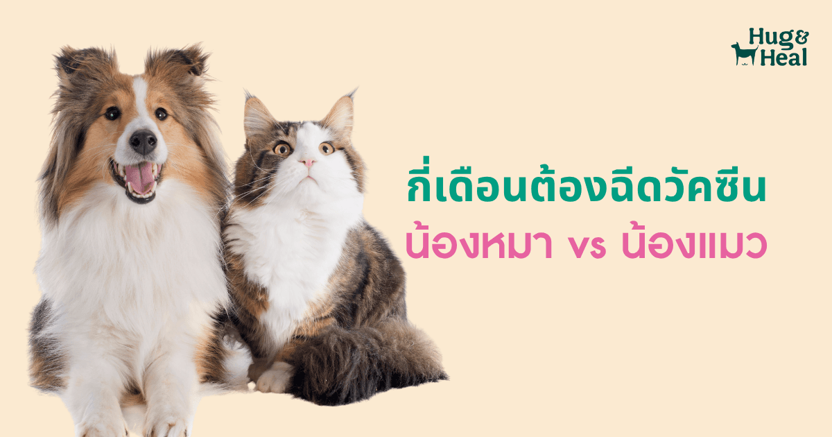 สัตวแพทย์ฉีดวัคซีนให้สัตว์เลี้ยงในคลินิก