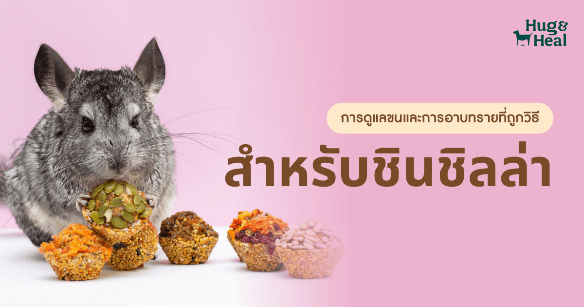 ชินชิลล่ากับการดูแลขนและการอาบทรายที่ถูกวิธี