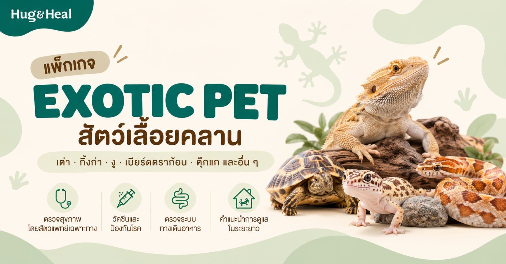 ภาพแพ็กเกจตรวจสุขภาพสัตว์เลื้อยคลานของ Hug & Heal สำหรับเต่า งู กิ้งก่า เบียร์ดดราก้อน และตุ๊กแกเสือดาว