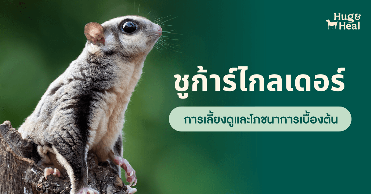 ชูก้าร์ไกลเดอร์เกาะอยู่บนกิ่งไม้ การเลี้ยงดูและโภชนาการเบื้องต้น