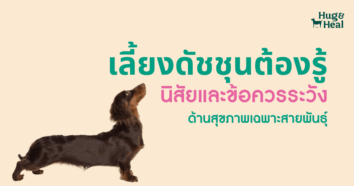 ดัชชุนยืนเต็มตัวเห็นลำตัวยาวและขาสั้นซึ่งเป็นจุดเสี่ยงเรื่องหลัง